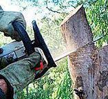 Reliable Budd Lake, NJ Tree Removal Solutions