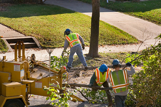 How Our Tree Care Process Works  in  Budd Lake, NJ