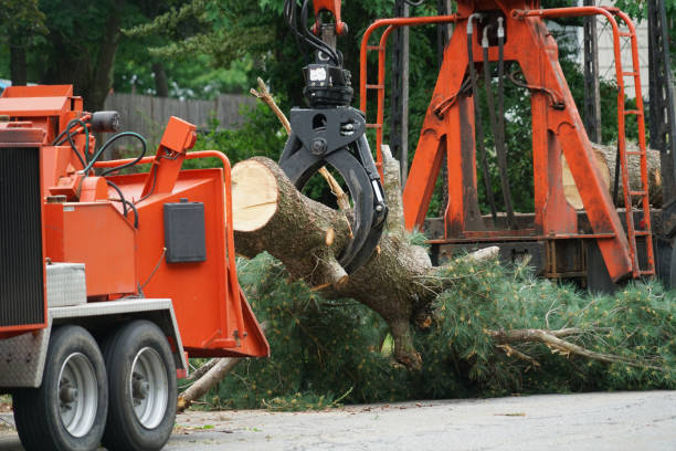 Best Tree Risk Assessment  in Budd Lake, NJ